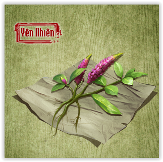Thông Thiên Thảo